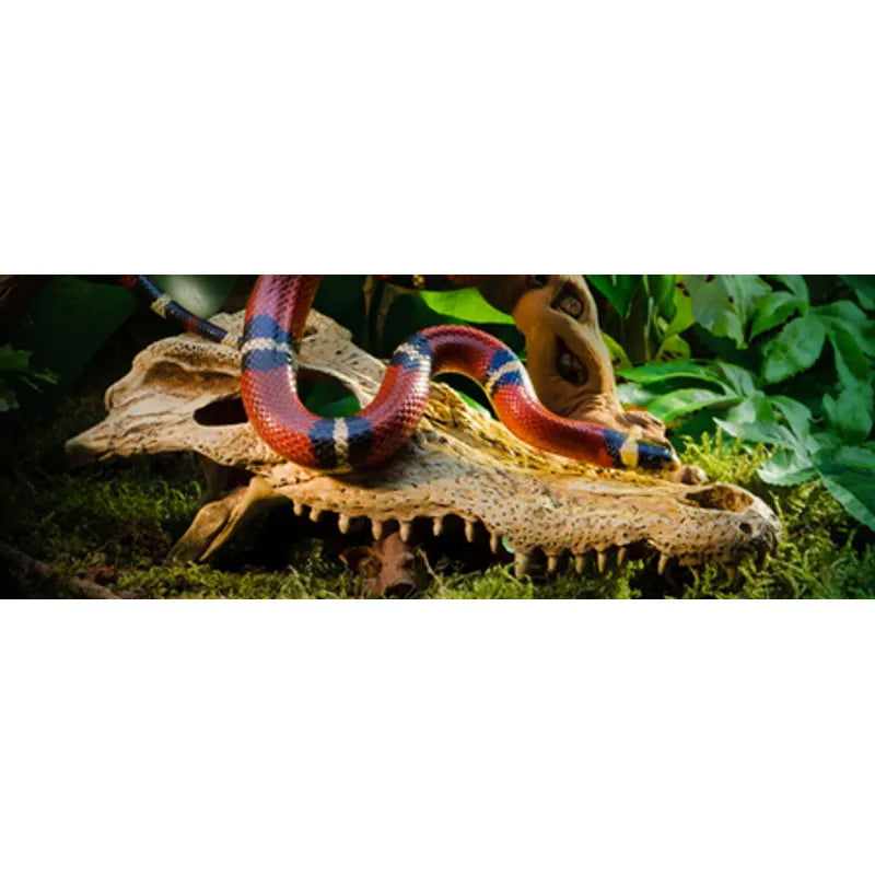 Grotta Krokodil Kranium Exoterra