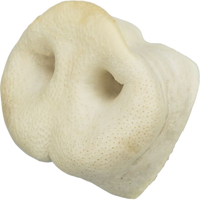 Pig Snout, bulk