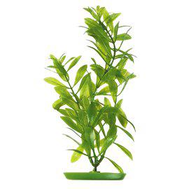 Plastväxt Hygrophila 20Cm