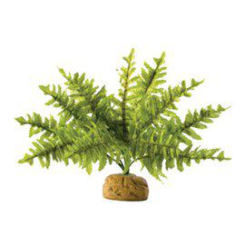 Ormbunke Liten Regnskogsväxt Exoterra 24X24X16Cm