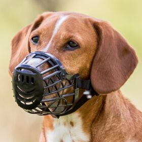 Muzzle
